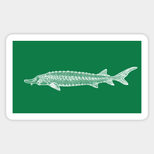 European Sea Sturgeon hand drawn fish design Sticker